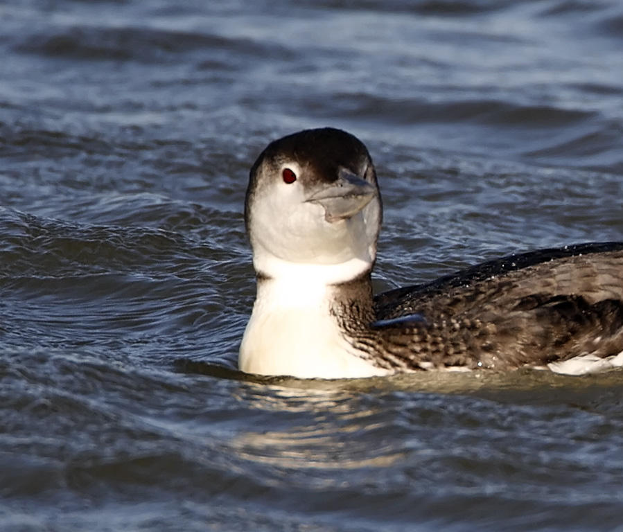 Common Loon - non-breeding_8779.jpg