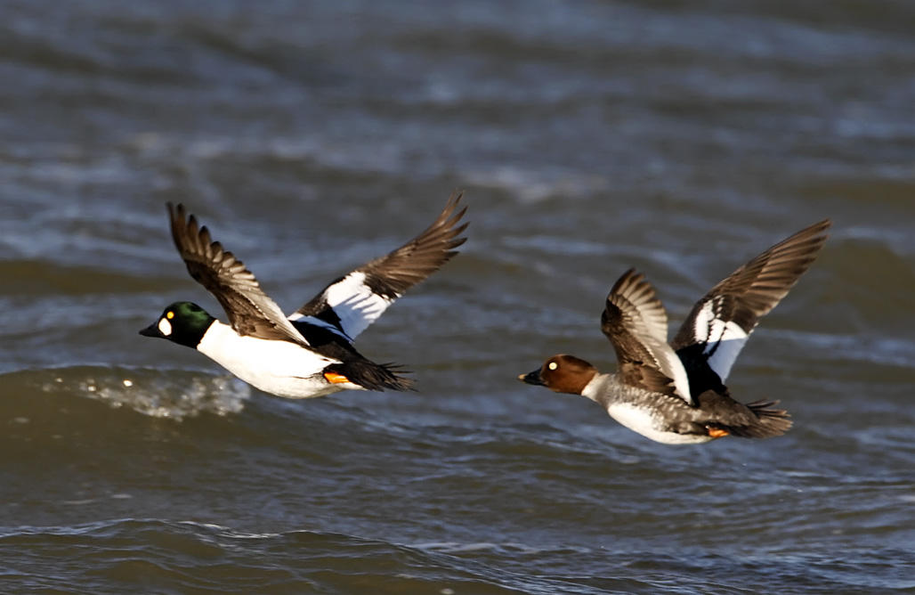 Common Goldeneye - pair flying_8914.jpg