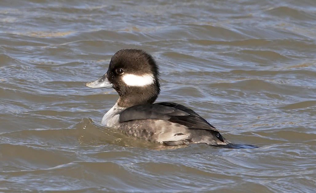 Bufflehead - female_9622.jpg