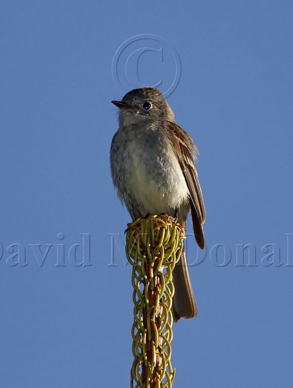 Dusky Flycatcher_1404.jpg