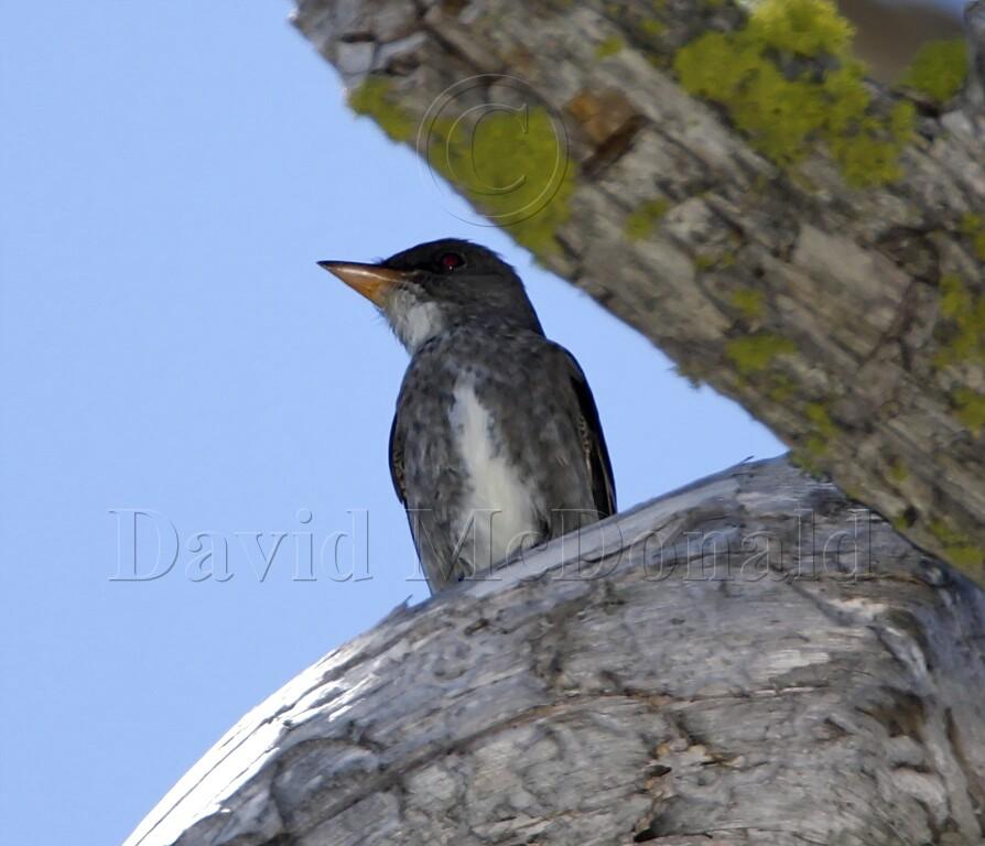 Olive-sided Flycatcher_2021.jpg