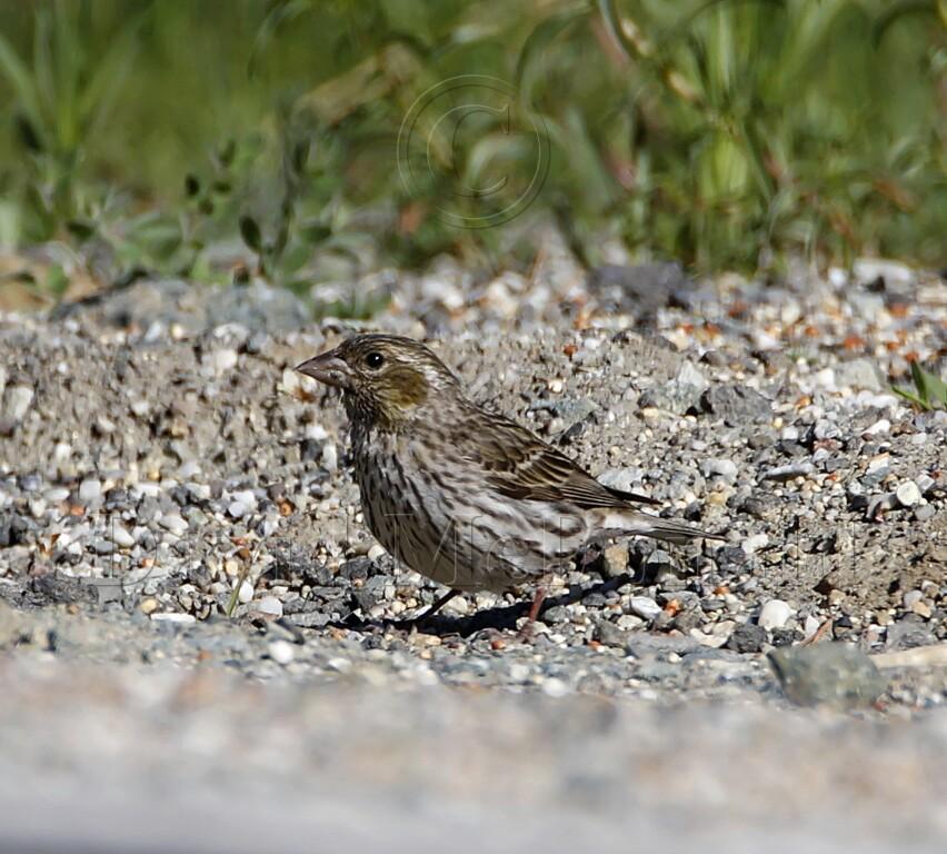 Cassins Finch - female_1490.jpg
