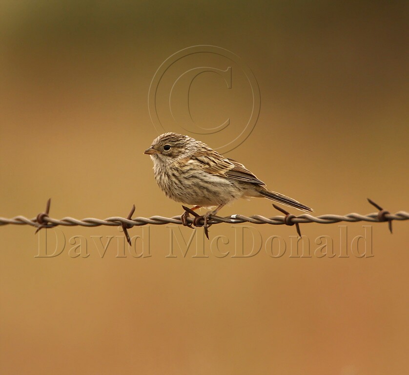 Brewers Sparrow - juvenile_2414.jpg