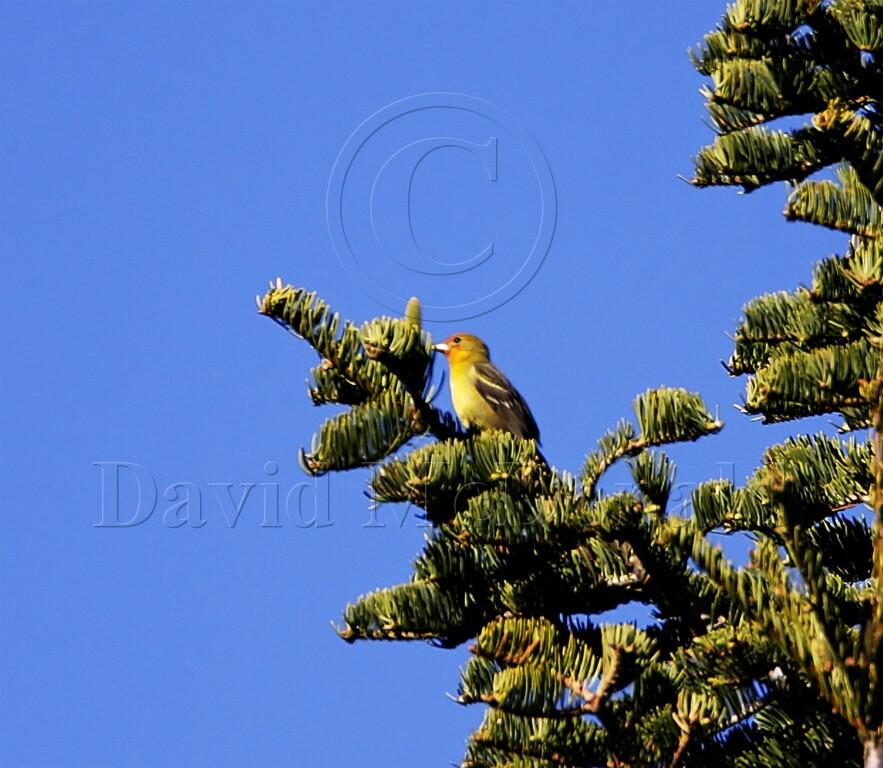 Western Tanager - male 1st spring_1487.jpg