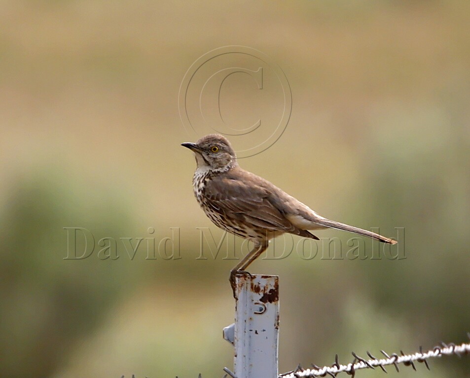 Sage Thrasher_2613.jpg