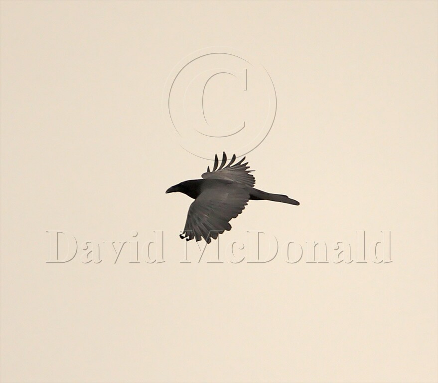 Common Raven_2359.jpg