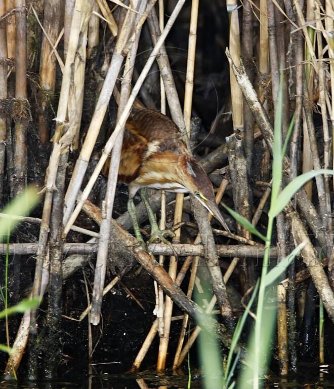 Least Bittern - female_3554.jpg