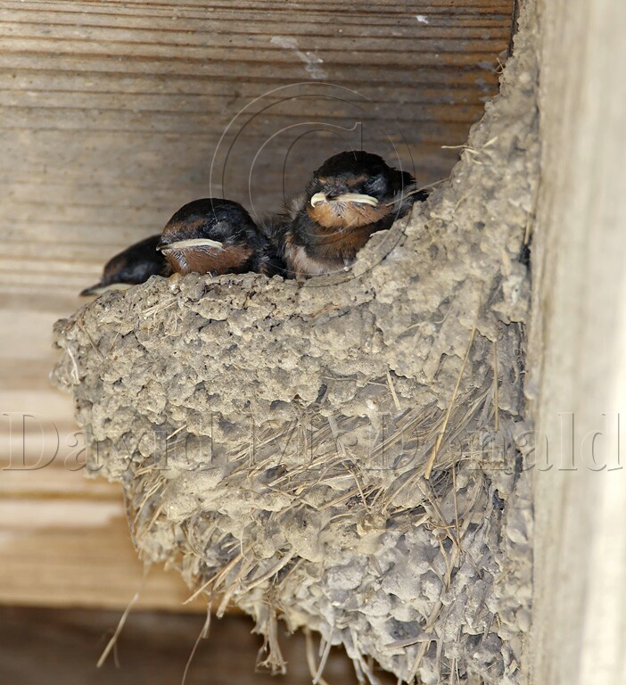 Barn Swallow3_3448.jpg