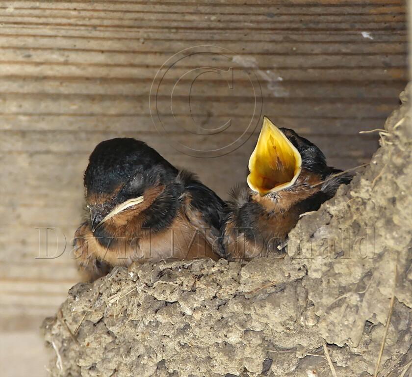 Barn Swallow_3432.jpg