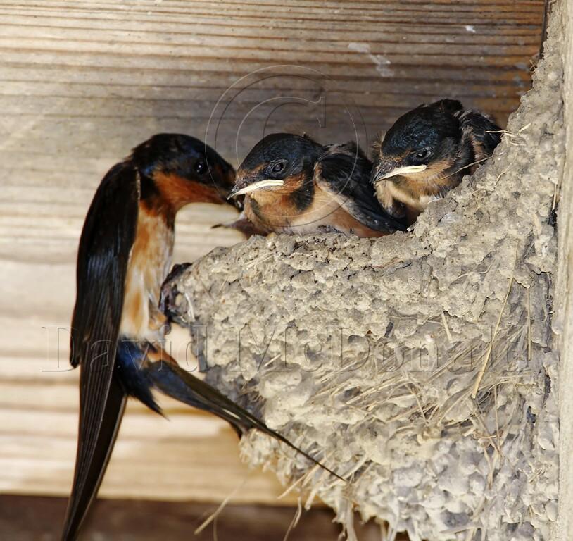 Barn Swallow_3473.jpg