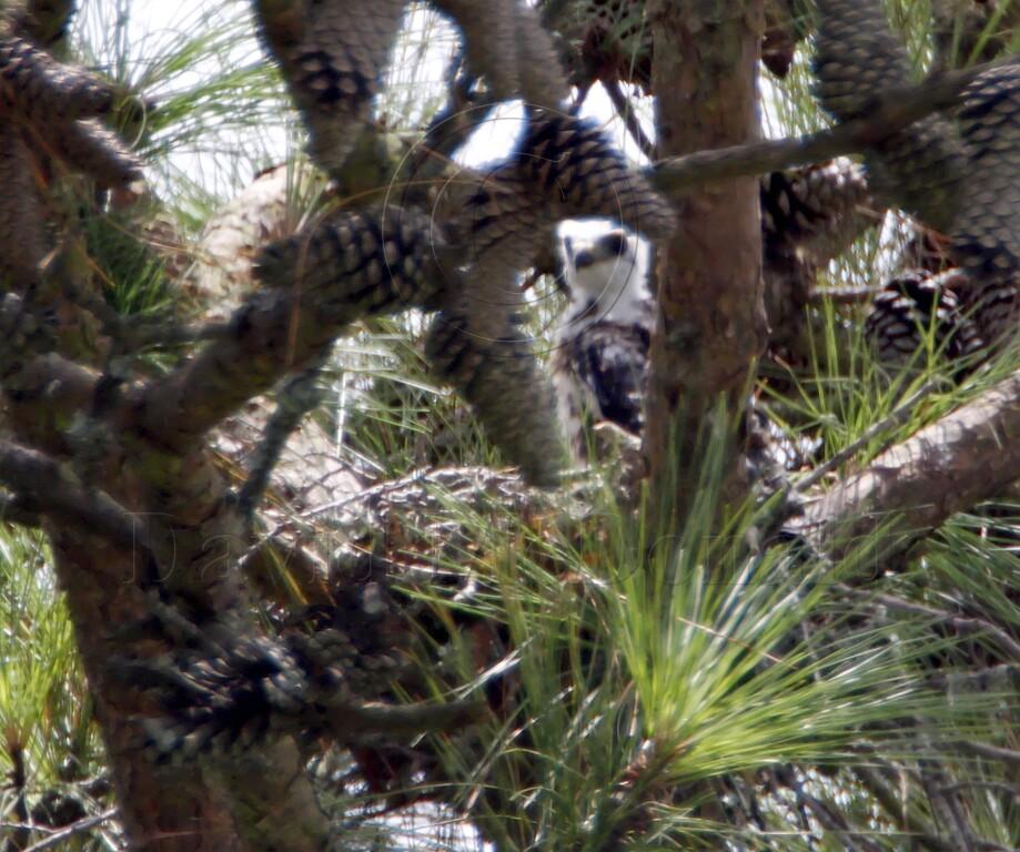 Mississippi Kite nest_3629.jpg