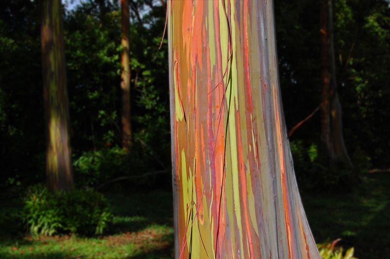Colorful tree