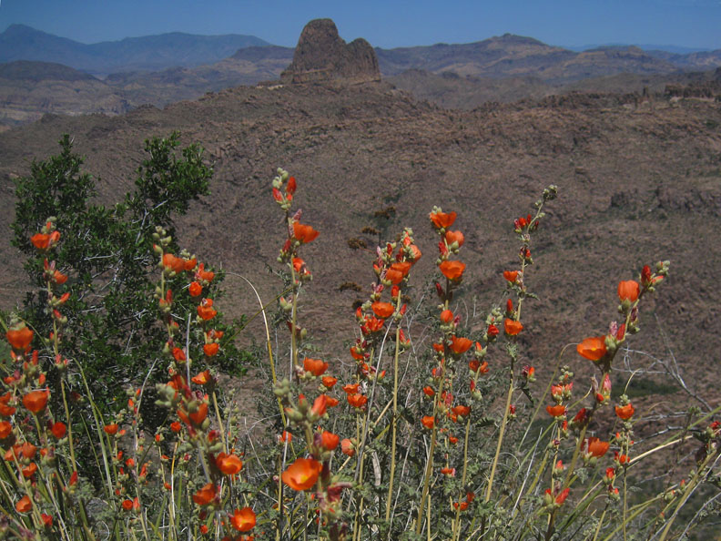 Globemallow and Weavers Needle