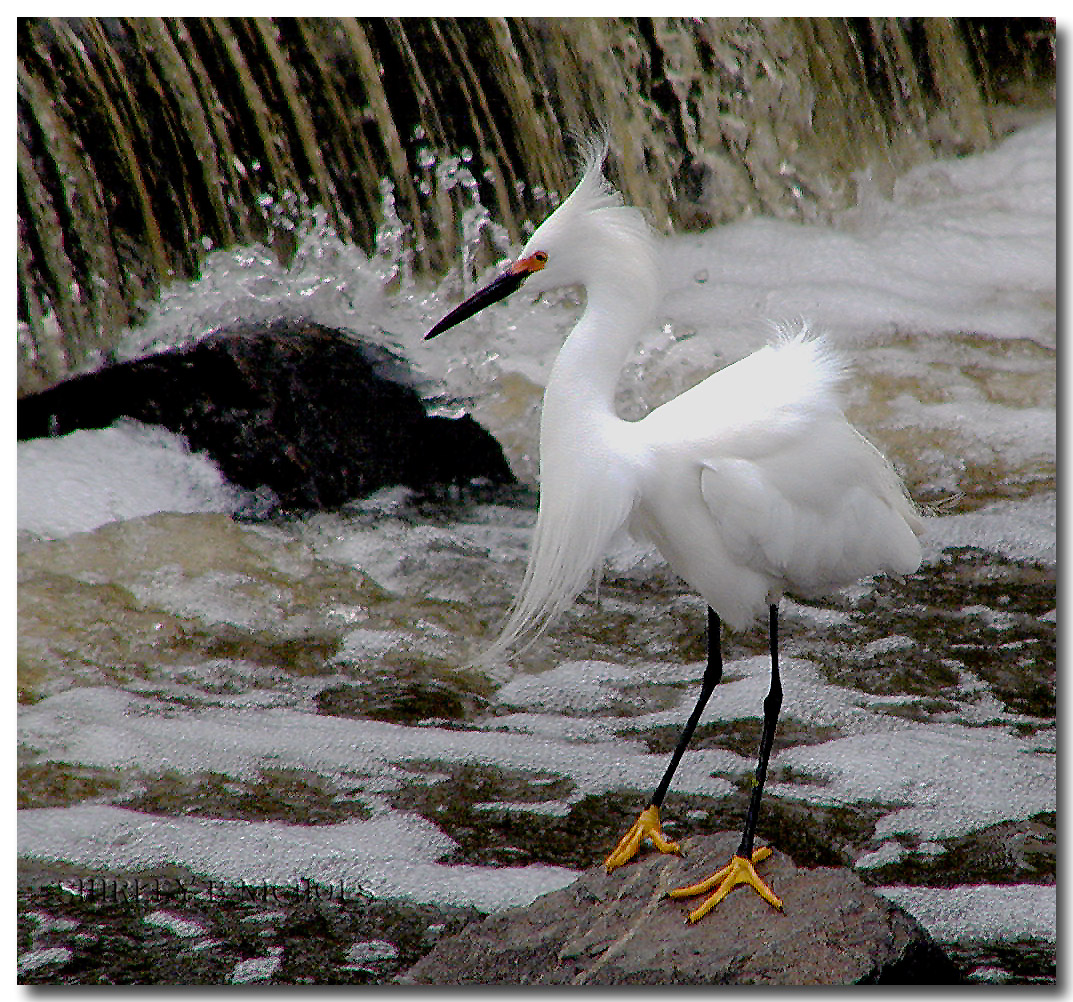 Egret-1-09.jpg