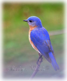 Blue  bird male-2-22.jpg