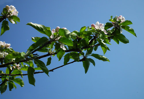  Apple-blossom bough
