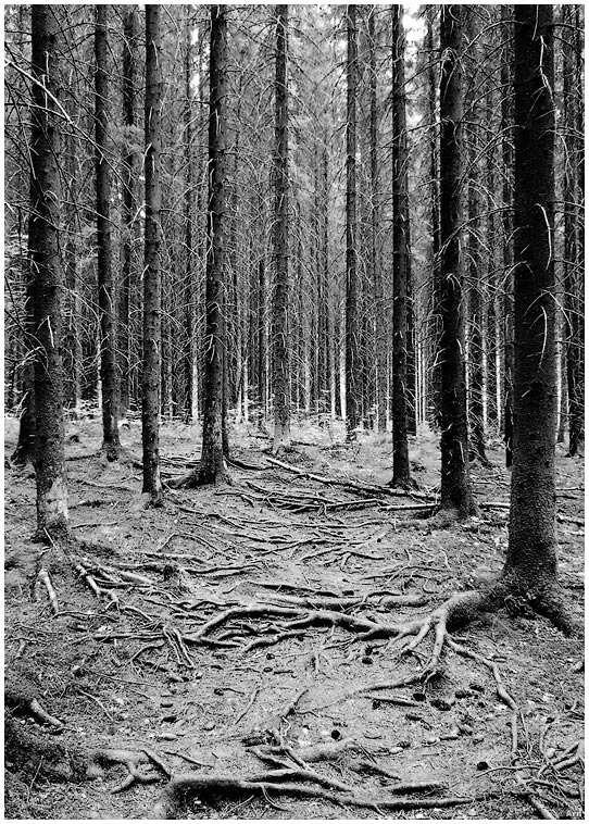 forest
