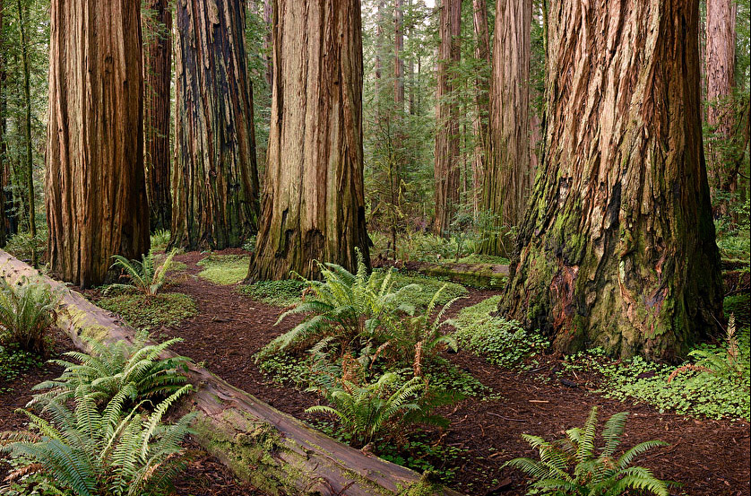 Redwoods ADJ3.jpg