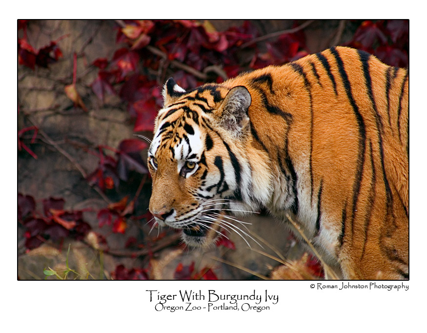 Tiger With Burgand Ivy.jpg (12 x 18 only)