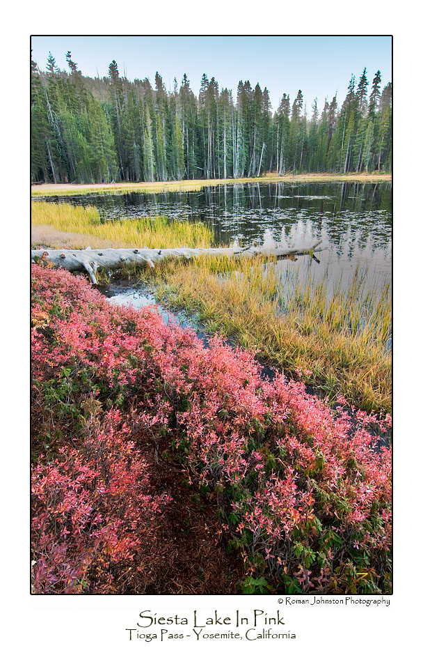 Siesta Lake In Pink.jpg