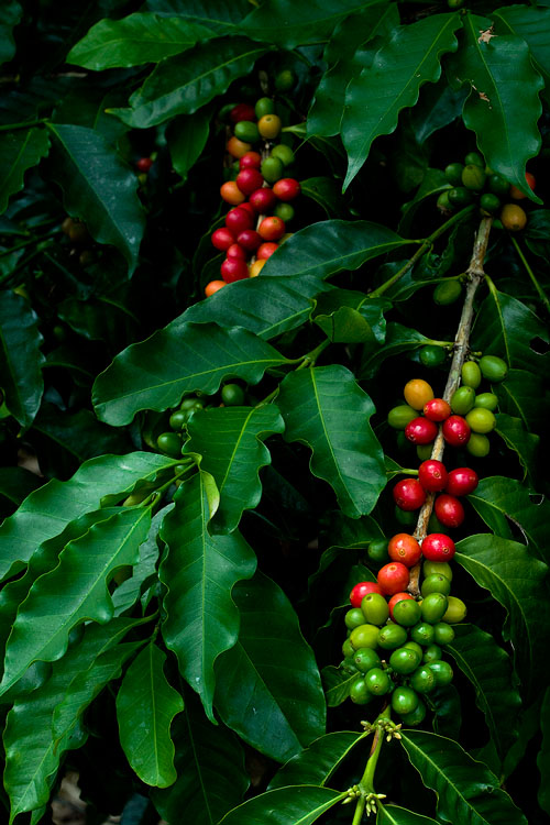 Kona coffee cherries IV