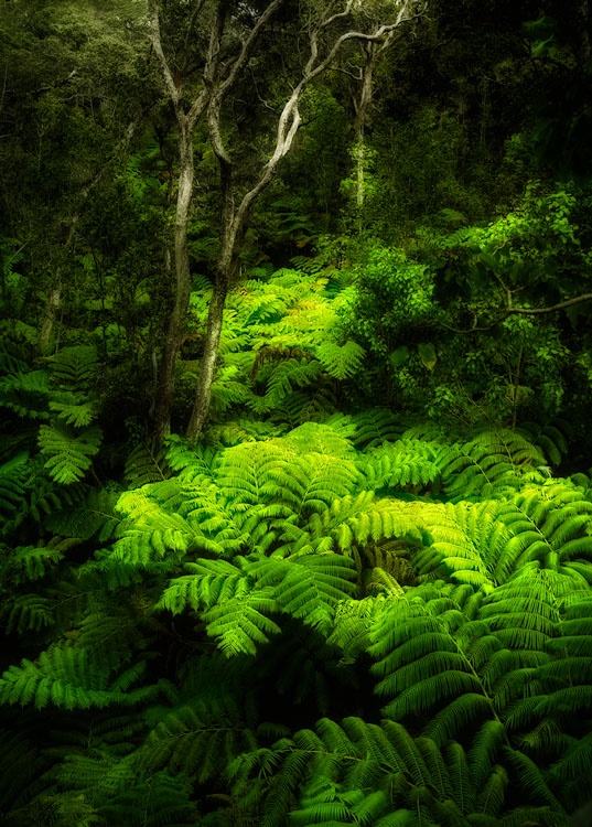 Fern forest