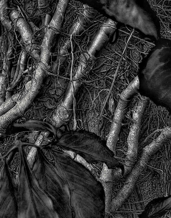 Banyan roots