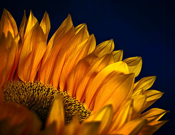 For Chris S. Foote