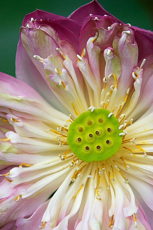 Lotus flower opening