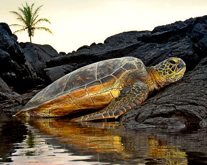 Green sea turtle resting
