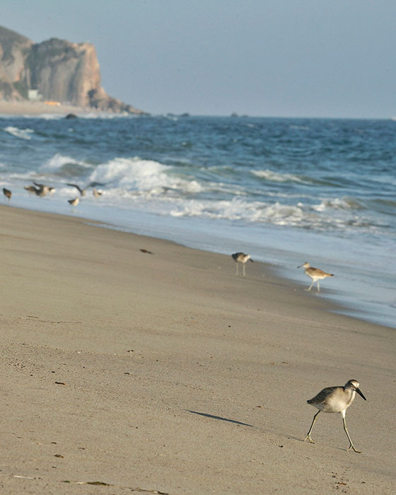 Marbled godwit at Zuma Beach