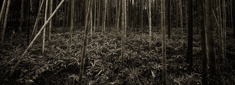 Bamboo forest at Arashiyama