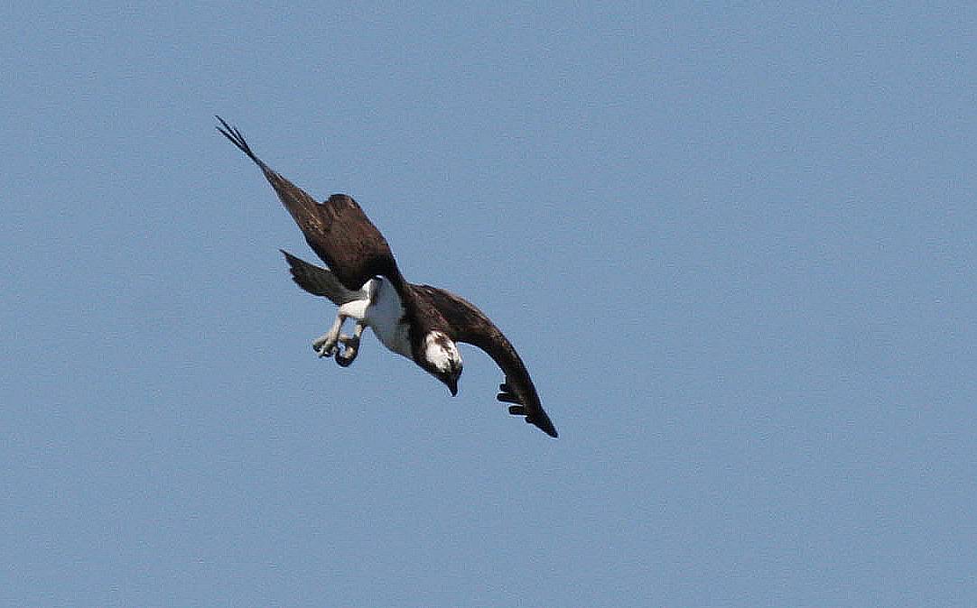 IMG_1733.JPG  Osprey in diving mode June 6 06