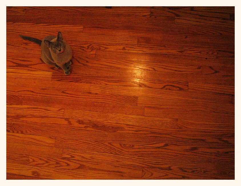 vast floors