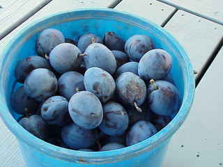 PLUMS IN A BUCKET.JPG