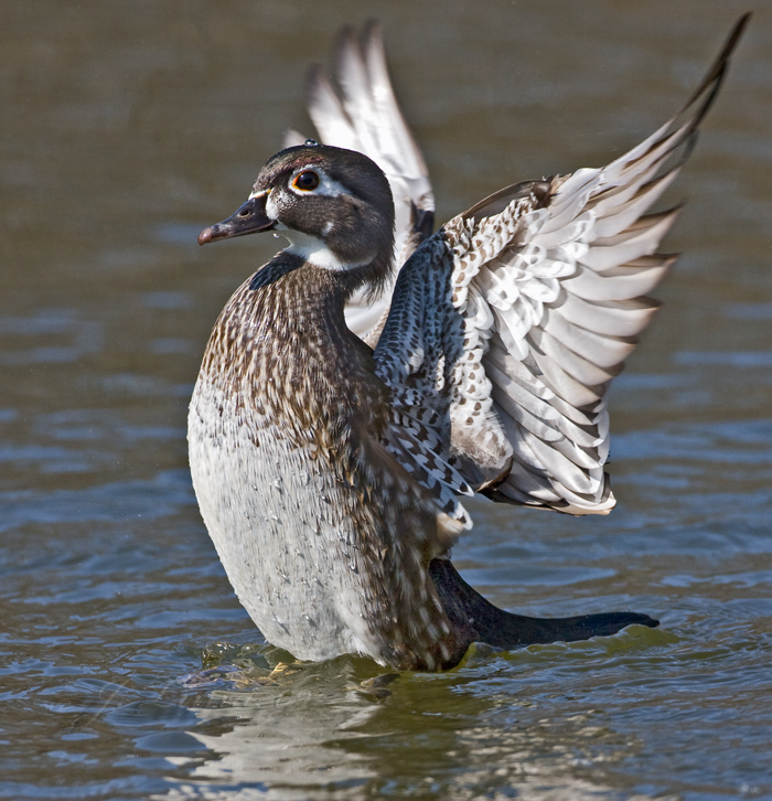 Wood Duck Female
