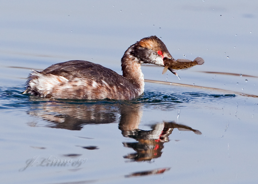 Horned Grebe With Breakfast