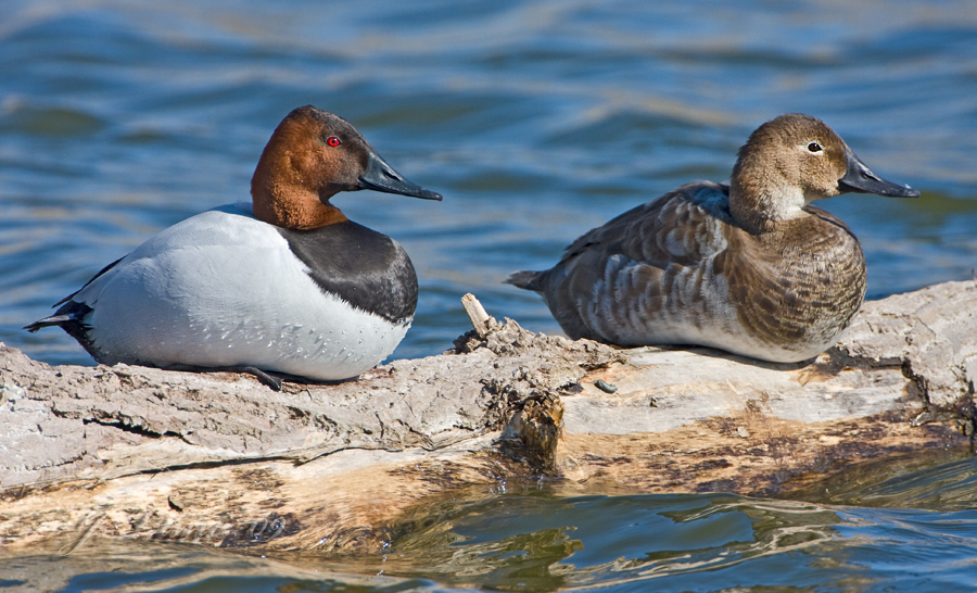 Canvasback Duck Pair