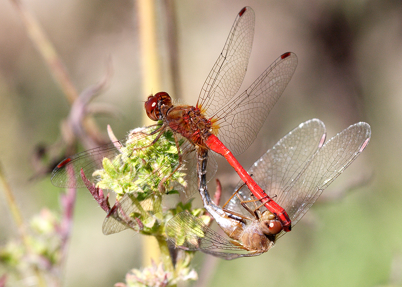 DPP_5169a.jpg