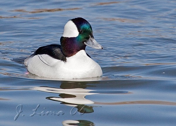 Bufflehead (Male)