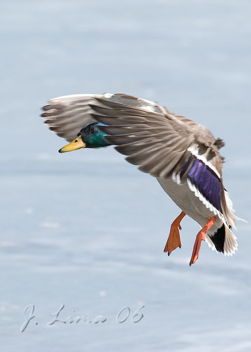 Mallard Landing (Male)