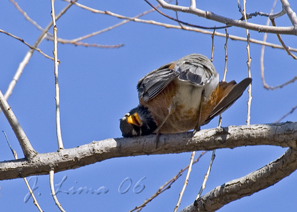 Robin Scratching