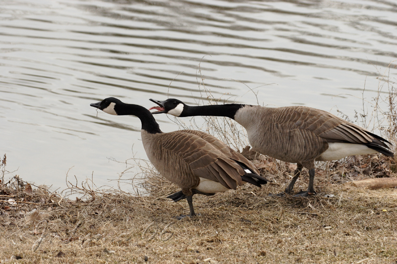 Canada Geese An Ear Full