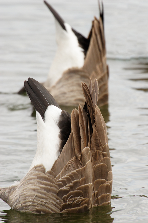 Canada Geese Bottoms Up