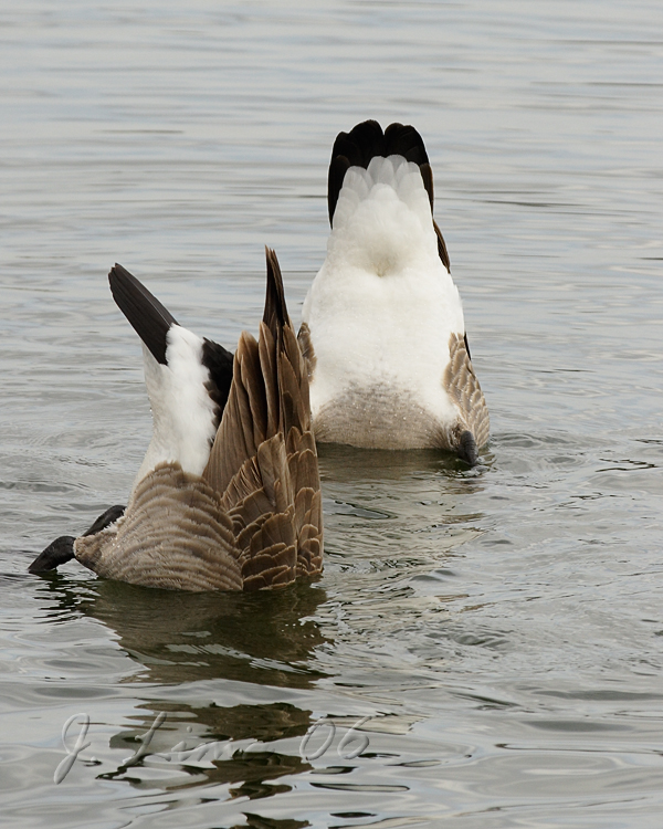 Canada Geese Bottoms Up