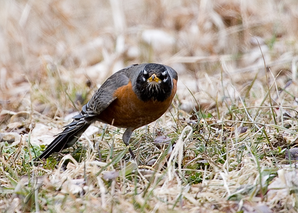 Robin Stretching