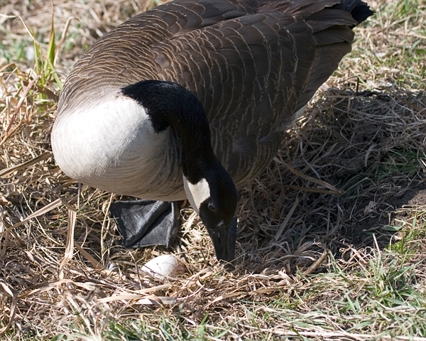 Canada Goose Nest