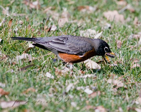 Robin Eats Worm