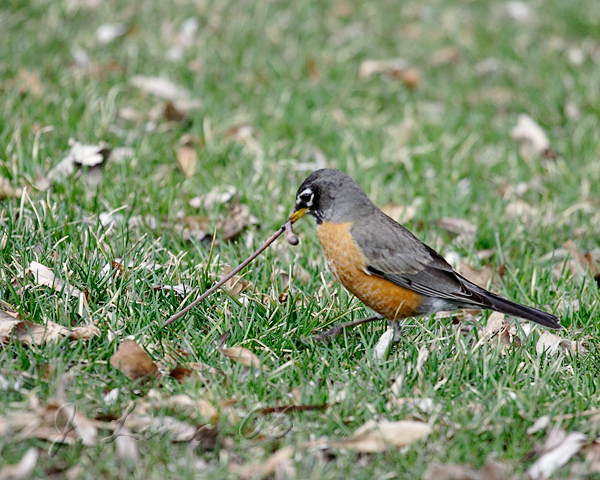 Robins Tug-of-War