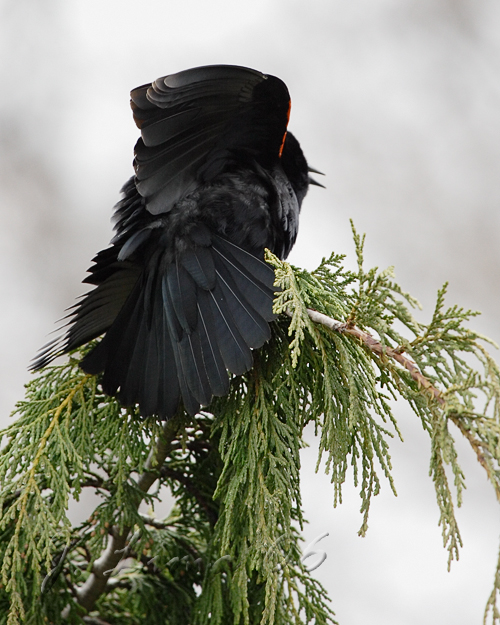 Red-Wing Black Bird Displaying